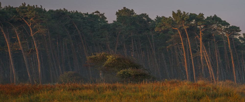 Un bosque lleno de muchos árboles altos