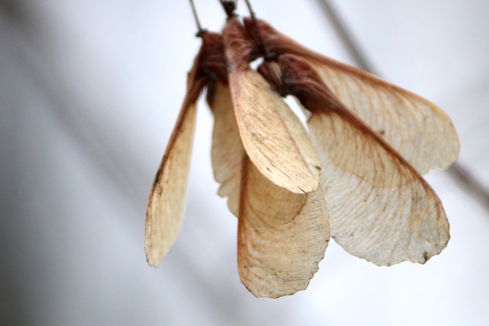 a close up of a flower on a tree branch