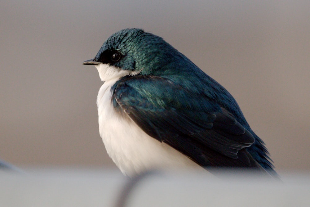 a blue and white bird sitting on top of a table