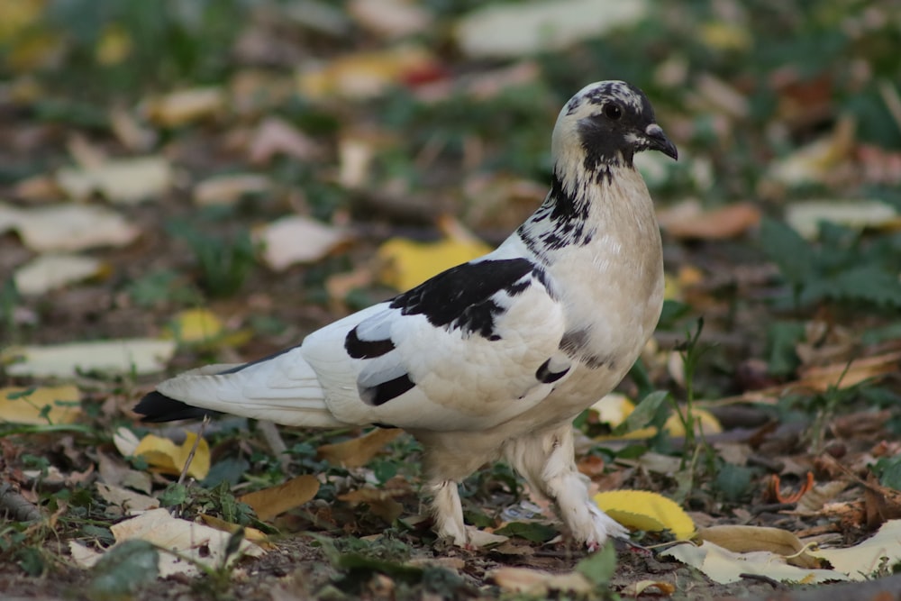 a black and white bird standing on top of leaves