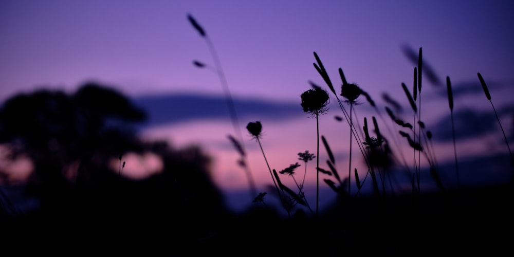 the silhouette of a field of tall grass with a purple sky in the background