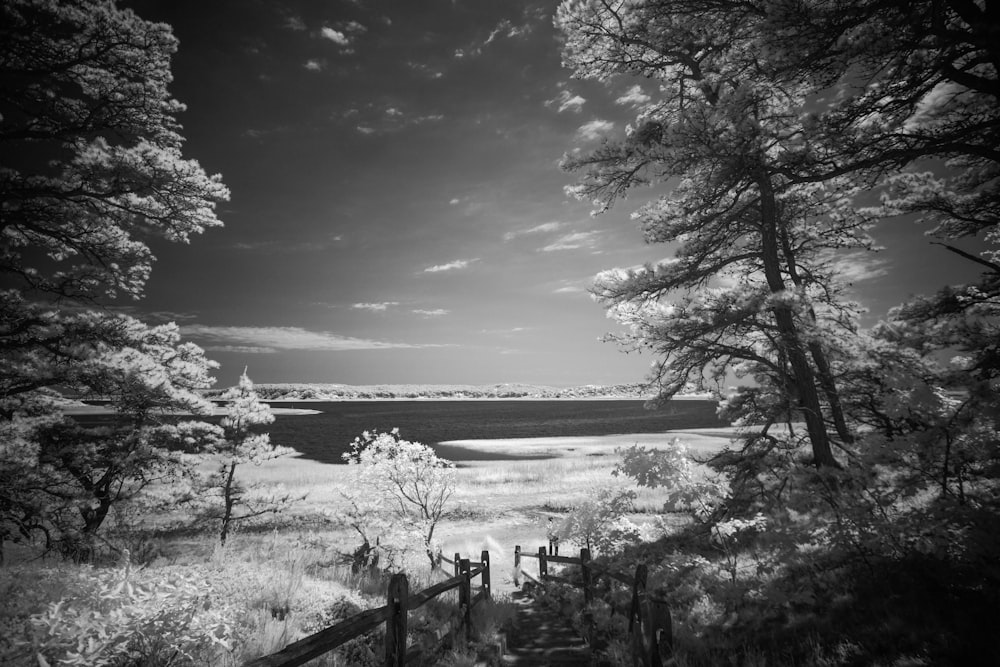 a black and white photo of trees and a bridge