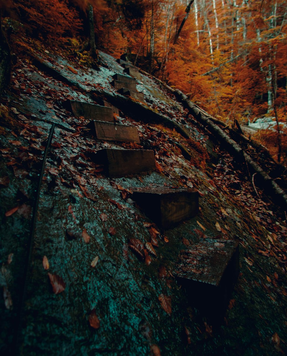 a set of steps leading up a hill in the woods