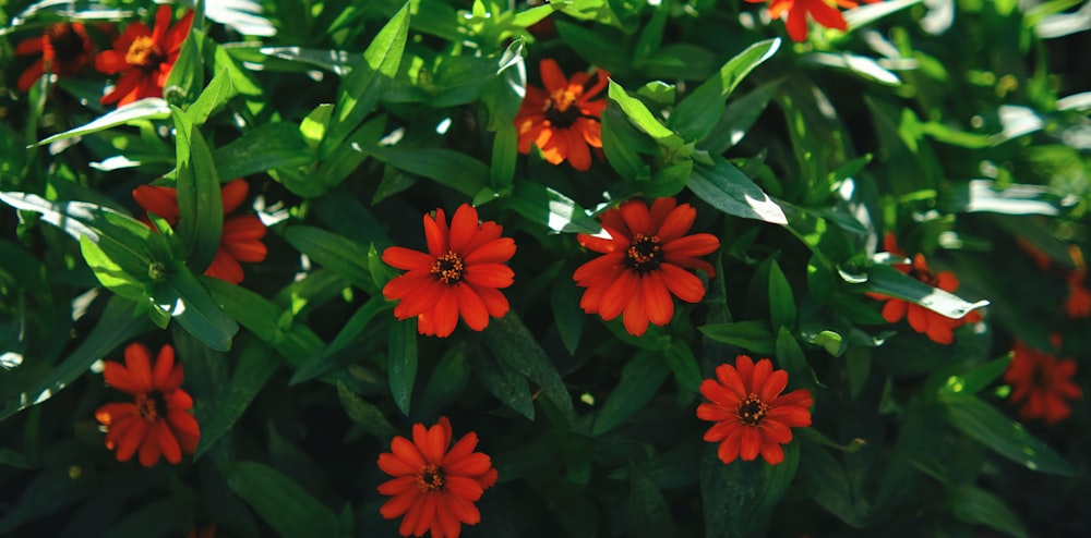 a close up of a bunch of red flowers