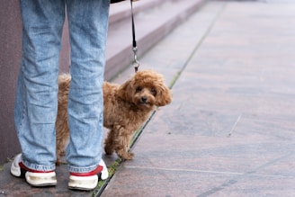 A small, fluffy brown dog stands on a paved surface, looking towards the camera. The dog is on a leash held by a person wearing jeans and white sneakers with red accents. The background consists of concrete steps and a wide sidewalk.