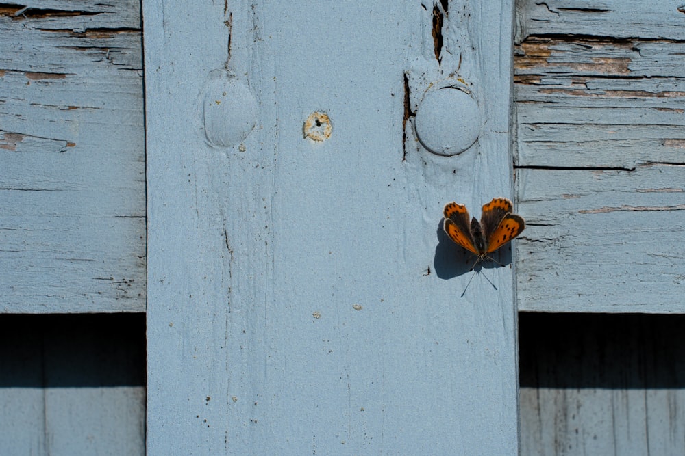 a small brown and black butterfly on a wooden door