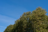 A row of lush green trees stretches across the image under a clear, bright blue sky with minimal cloud presence. The trees are dense and verdant, indicating a healthy and vibrant natural environment.