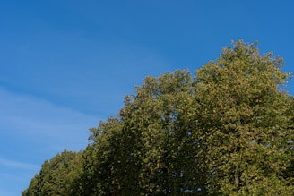 A row of lush green trees stretches across the image under a clear, bright blue sky with minimal cloud presence. The trees are dense and verdant, indicating a healthy and vibrant natural environment.