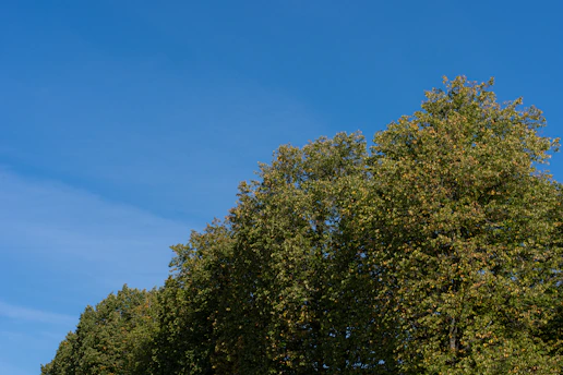 A vibrant community planting trees under a clear blue sky in the Central African Republic.