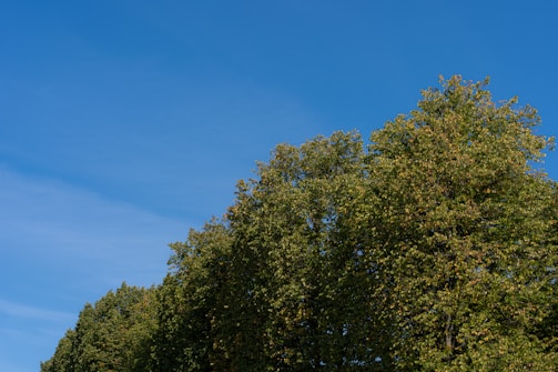 A row of lush green trees stretches across the image under a clear, bright blue sky with minimal cloud presence. The trees are dense and verdant, indicating a healthy and vibrant natural environment.