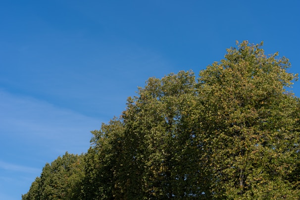 A row of lush green trees stretches across the image under a clear, bright blue sky with minimal cloud presence. The trees are dense and verdant, indicating a healthy and vibrant natural environment.