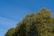 A row of lush green trees stretches across the image under a clear, bright blue sky with minimal cloud presence. The trees are dense and verdant, indicating a healthy and vibrant natural environment.