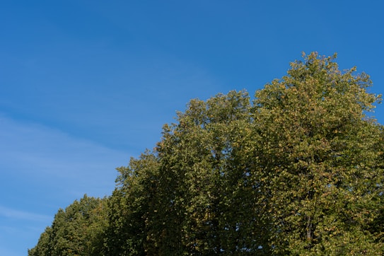 A row of lush green trees stretches across the image under a clear, bright blue sky with minimal cloud presence. The trees are dense and verdant, indicating a healthy and vibrant natural environment.