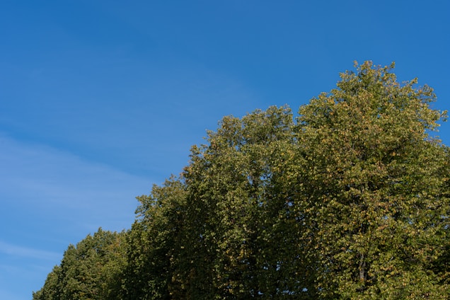 A row of lush green trees stretches across the image under a clear, bright blue sky with minimal cloud presence. The trees are dense and verdant, indicating a healthy and vibrant natural environment.