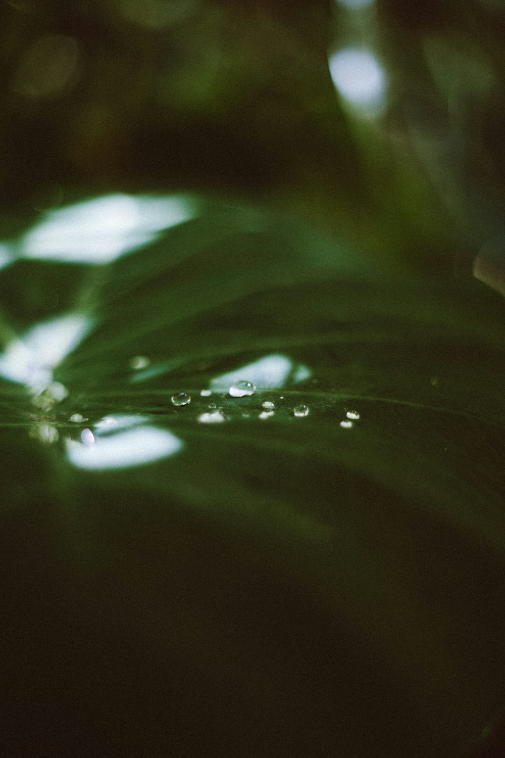 a green leaf with drops of water on it