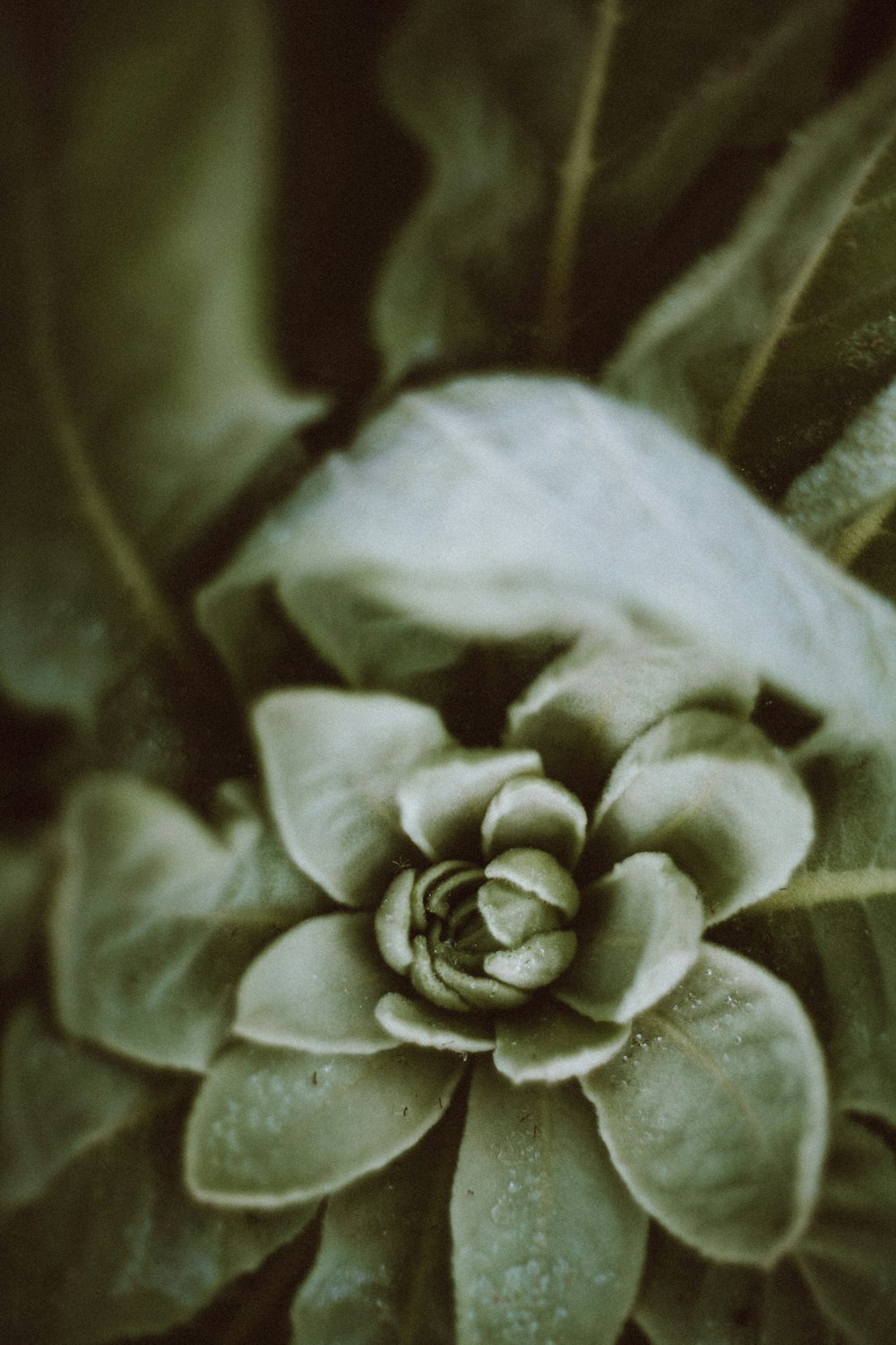 a close up of a flower on a plant