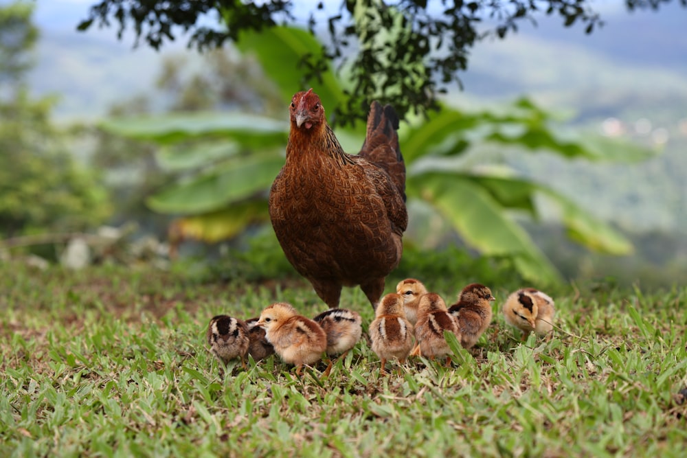 Una madre pollo con sus polluelos en la hierba