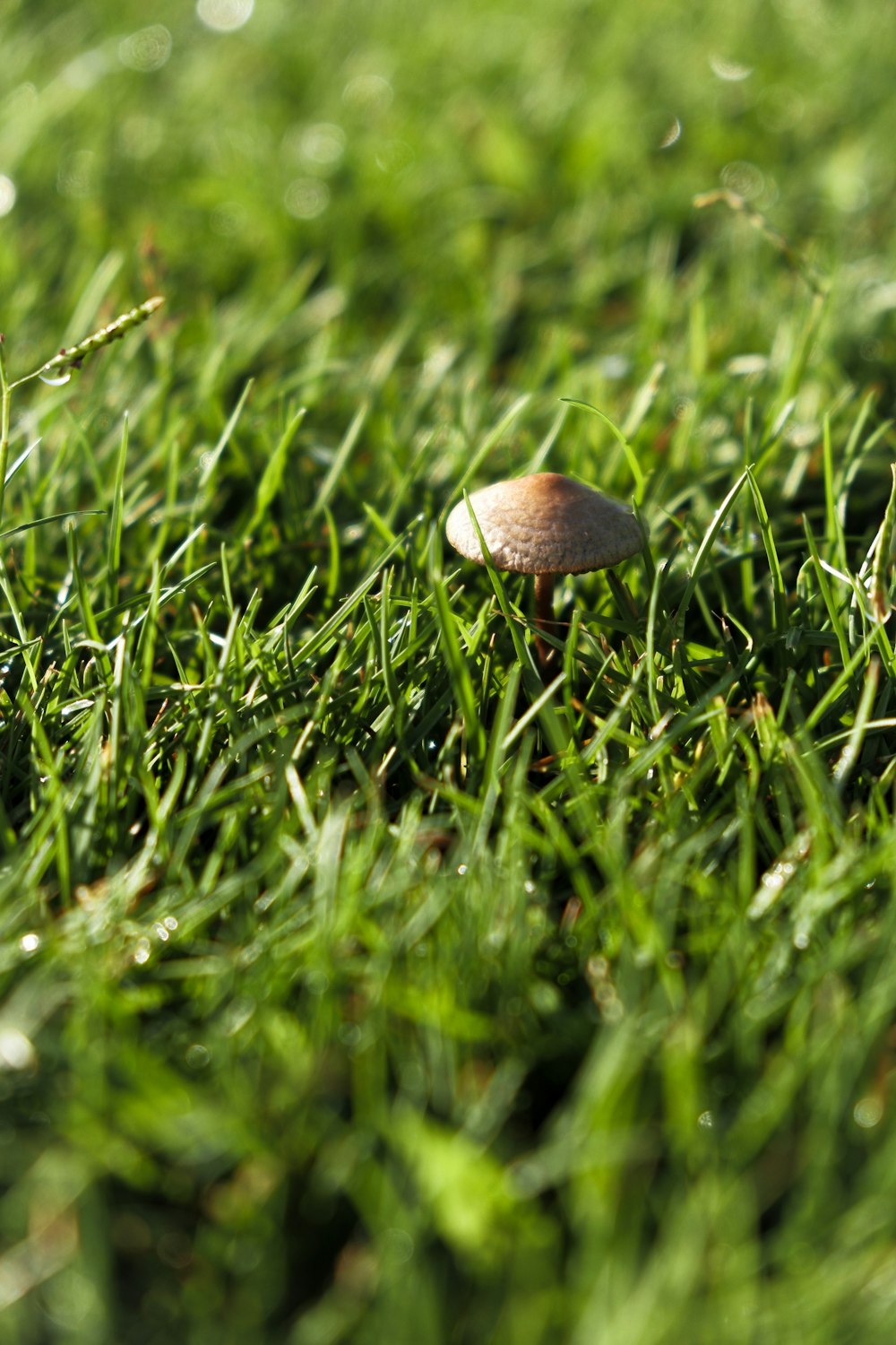 a small mushroom sitting on top of a lush green field