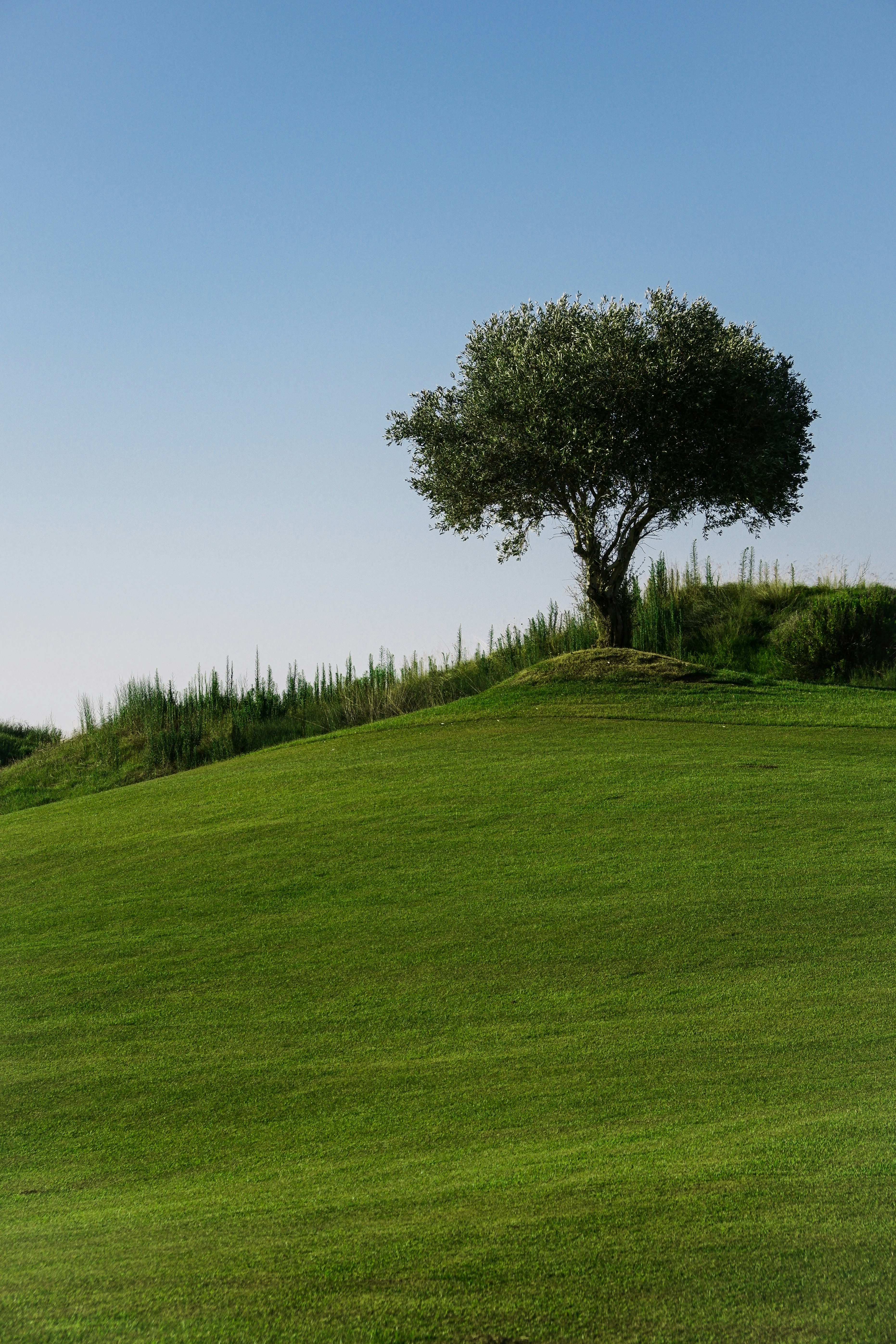 A lone tree on a grassy hill under a blue sky photo – Free Grass Image ...