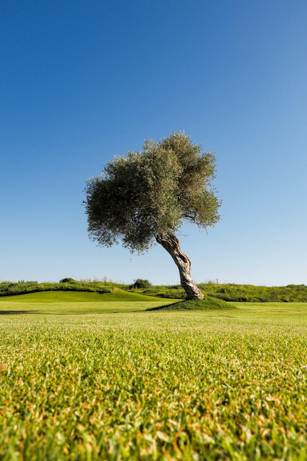 a lone tree in the middle of a green field