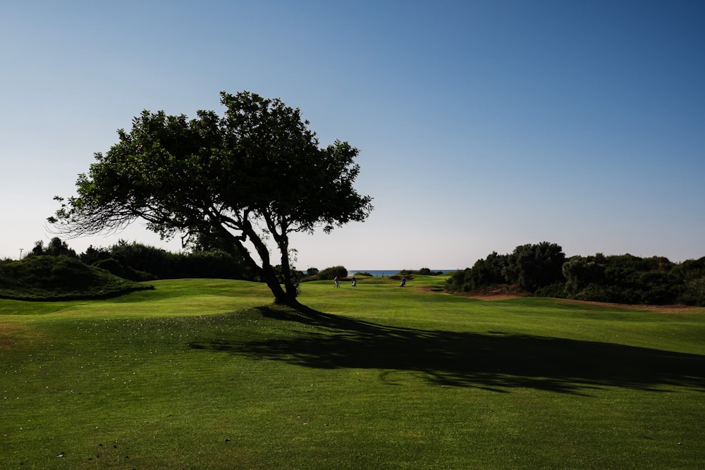 a lone tree casts a shadow on a green golf course