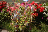 A decorative shrub is adorned with colorful paper ornaments and strings. These ornaments include intricate designs and illustrations, adding an eclectic feel. Surrounding the shrub are vibrant flowers in various shades of red, pink, and white, creating a lush and vivid backdrop.