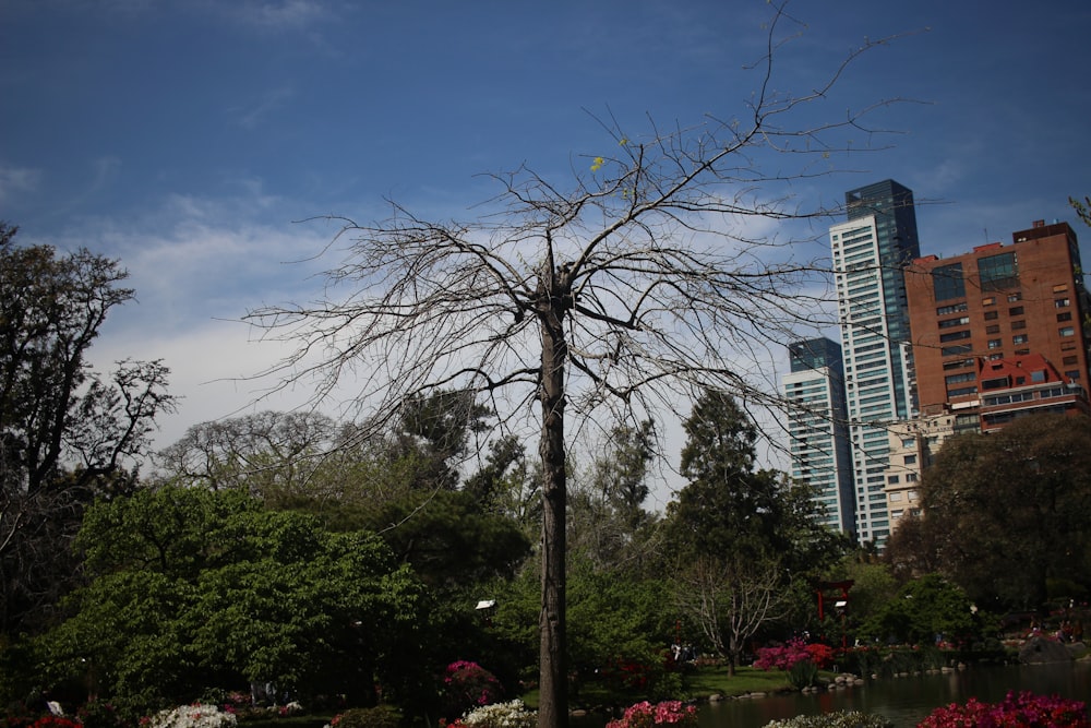a bare tree in a park with buildings in the background