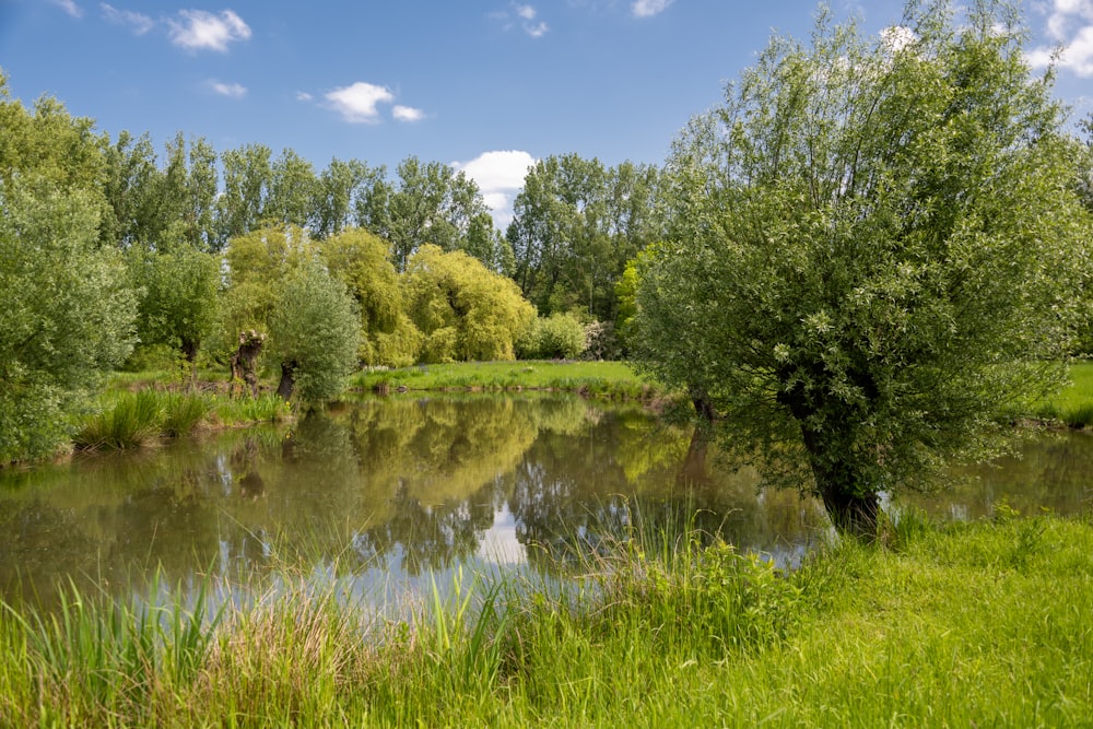 a small pond surrounded by trees and grass