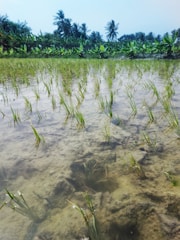 Young rice plants are growing in a flooded paddy field under a clear sky with tall palm trees in the background. The field reflects the trees and plants, creating a serene and harmonious agricultural landscape.