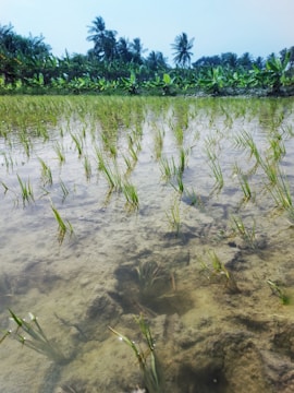 Young rice plants are growing in a flooded paddy field under a clear sky with tall palm trees in the background. The field reflects the trees and plants, creating a serene and harmonious agricultural landscape.