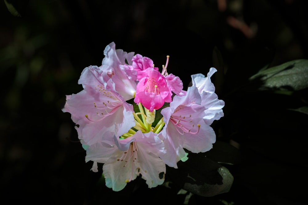 a close up of a pink flower on a black background