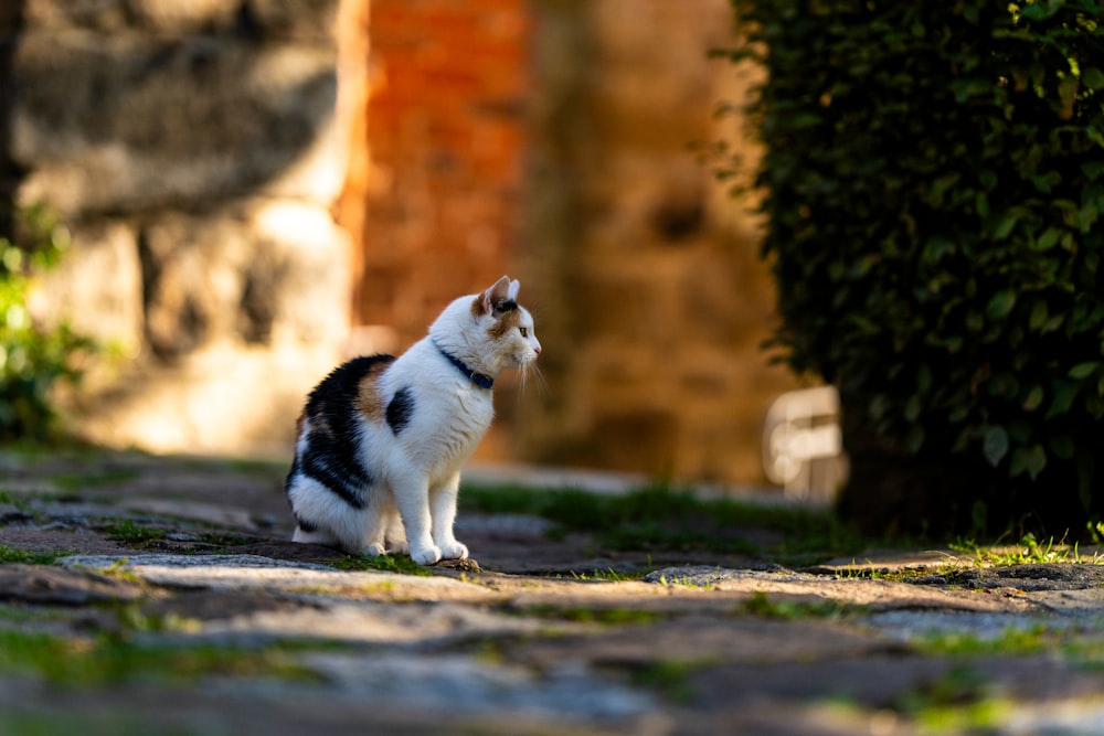 a black and white cat sitting on the ground