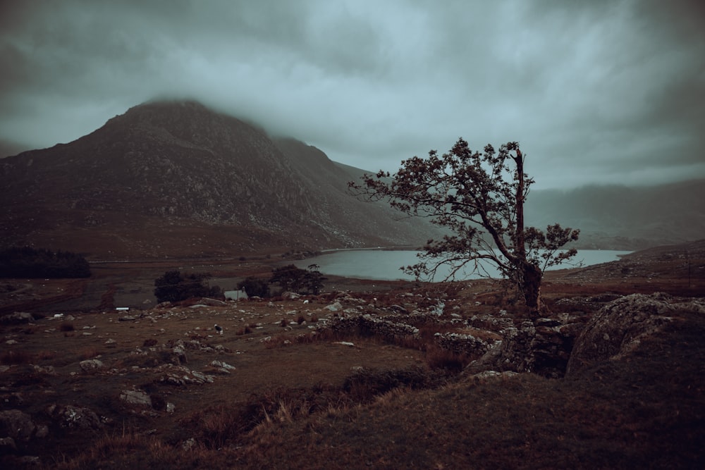 a lone tree in a field with a mountain in the background