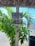 Two license plates are attached to a weathered wooden pole set against a backdrop of lush green palm leaves. Behind the leaves, a sandy beach and the blue ocean are visible, adding a tropical feel to the scene. The top plate features a customized lobster theme from New Hampshire, while the bottom one is a Rhode Island plate.