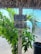 Two license plates are attached to a weathered wooden pole set against a backdrop of lush green palm leaves. Behind the leaves, a sandy beach and the blue ocean are visible, adding a tropical feel to the scene. The top plate features a customized lobster theme from New Hampshire, while the bottom one is a Rhode Island plate.