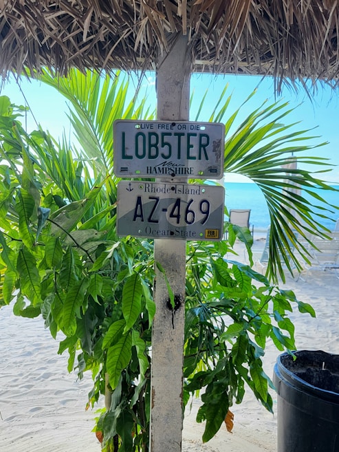Two license plates are attached to a weathered wooden pole set against a backdrop of lush green palm leaves. Behind the leaves, a sandy beach and the blue ocean are visible, adding a tropical feel to the scene. The top plate features a customized lobster theme from New Hampshire, while the bottom one is a Rhode Island plate.