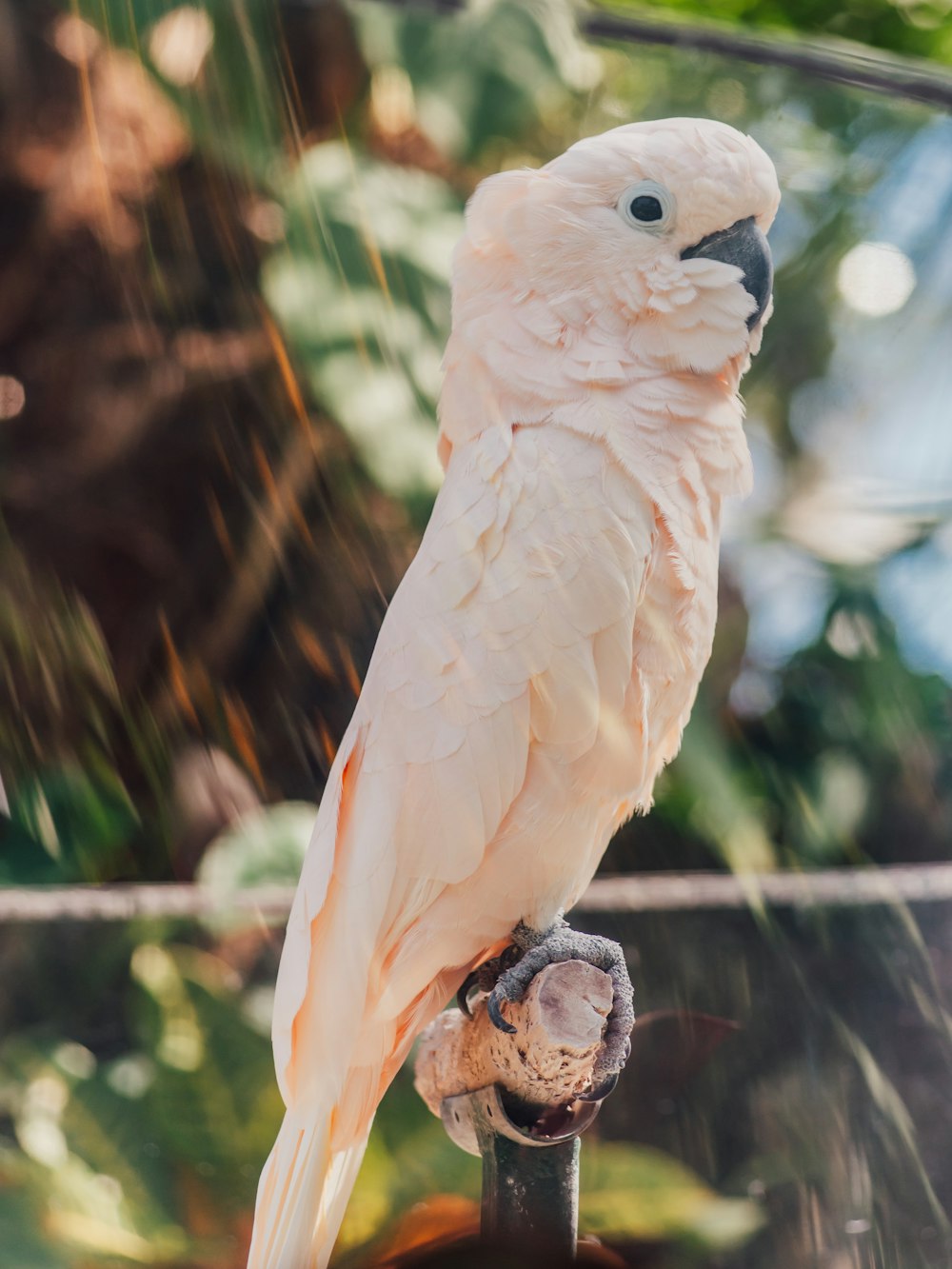 a white bird perched on top of a metal pole