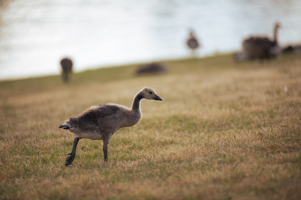 a group of birds standing on top of a grass covered field