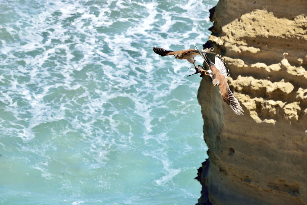 un couple d’oiseaux survolant l’océan