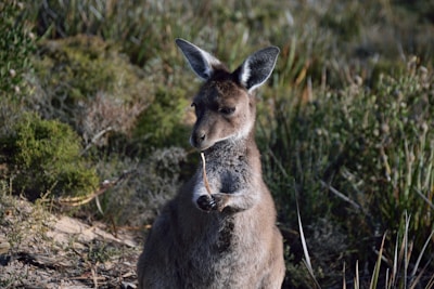 A kangaroo stands in a natural setting, holding a twig with its front paws. The background features dense green vegetation, creating a serene and natural environment.