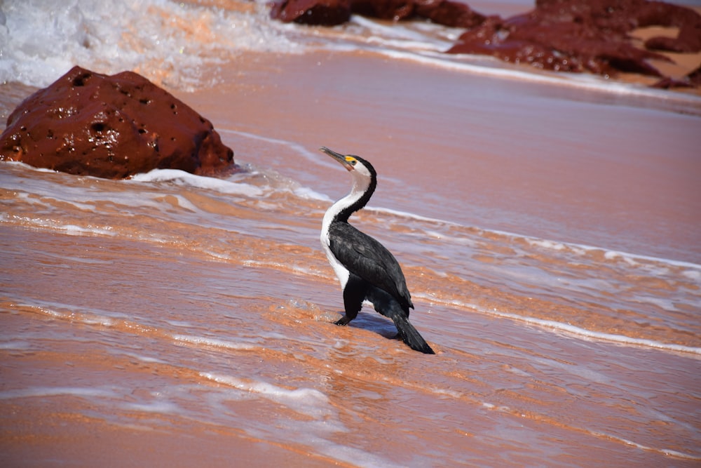 a black and white bird standing in the water