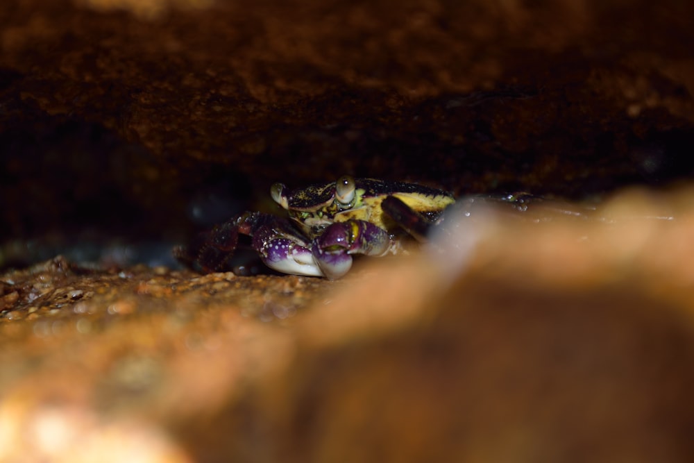 a close up of a small animal in a cave