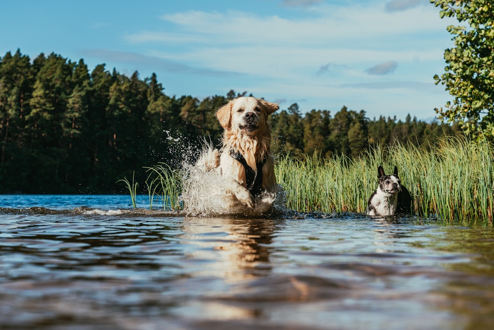 a dog and a cat playing in the water