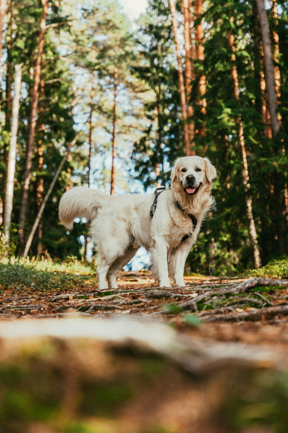 a white dog standing in the middle of a forest