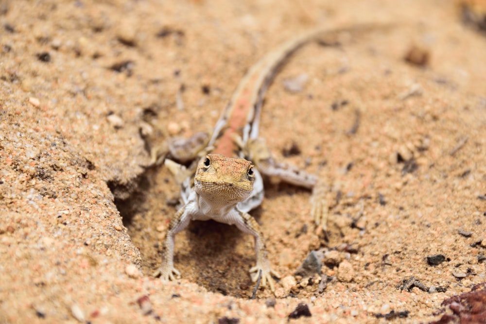 um pequeno lagarto sentado em cima de um chão arenoso
