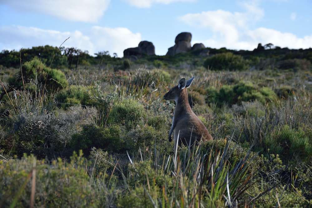 a kangaroo standing in a field of tall grass