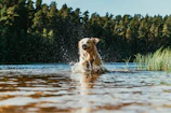 A joyful Labrador retriever splashing through a shallow creek on a sunny day.