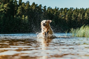 A playful dog splashing in a shallow forest stream on a bright day