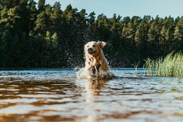 A happy golden retriever leaping into a sparkling forest creek during a sunny afternoon excursion.