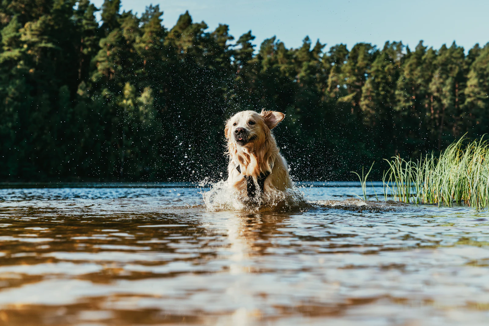 Hot Spots on Dogs: What Actually Stops Them Before They Spread